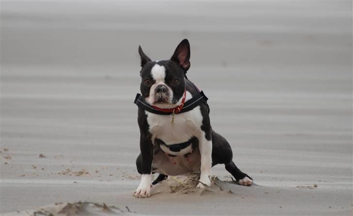 Boston terrier Molly billede 12