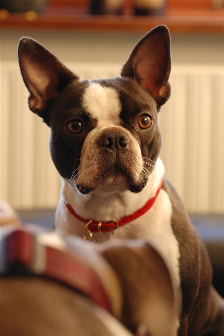 Boston terrier Molly billede 13
