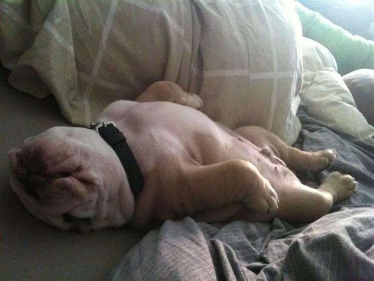 Engelsk bulldog  R.I.P Otto billede 6