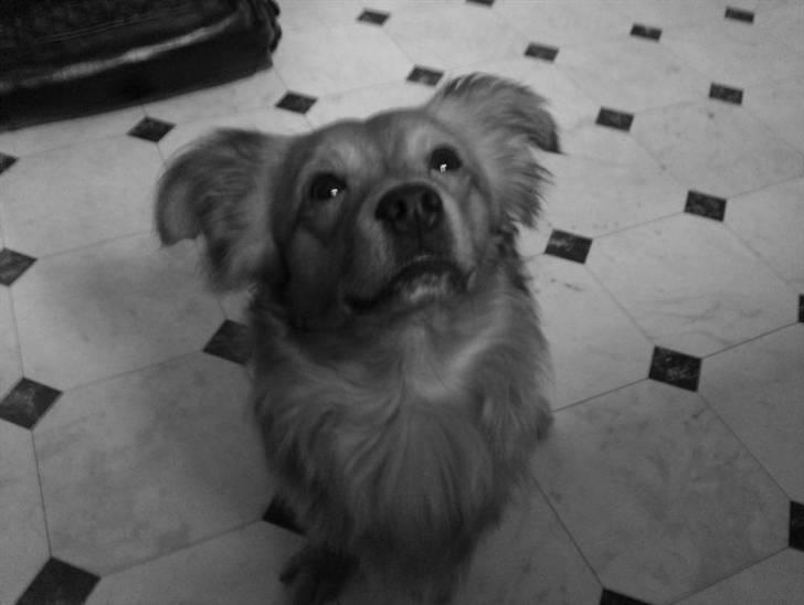 Blanding af racer Loui aka Louise billede 9