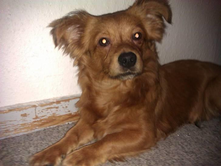 Blanding af racer Loui aka Louise billede 12