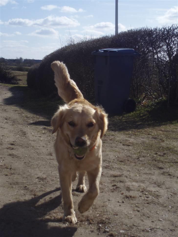 Golden retriever Zika  - Hej og velkommen til Zika´s profil, håber i vil tage god i mod min lille bølle´trold :´)  billede 1