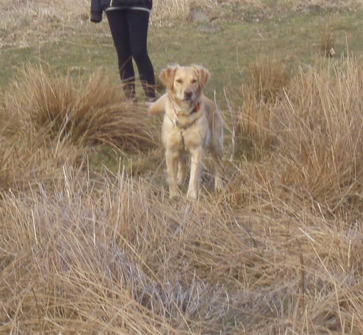 Golden retriever Zika  - Første dag med hende! <3 billede 2