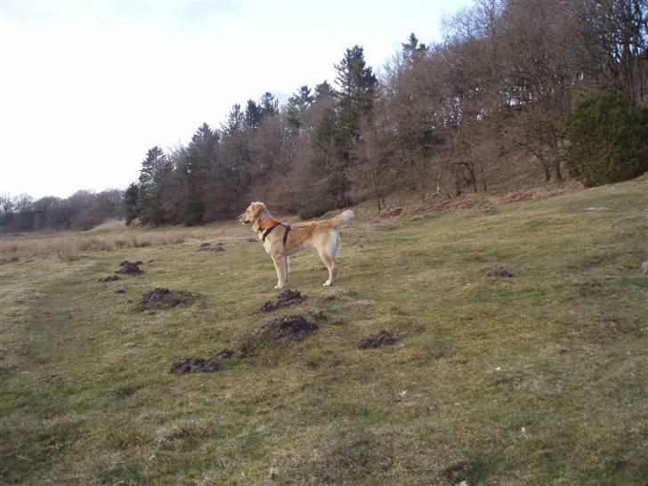 Golden retriever Zika  - Smukke hund!  billede 3