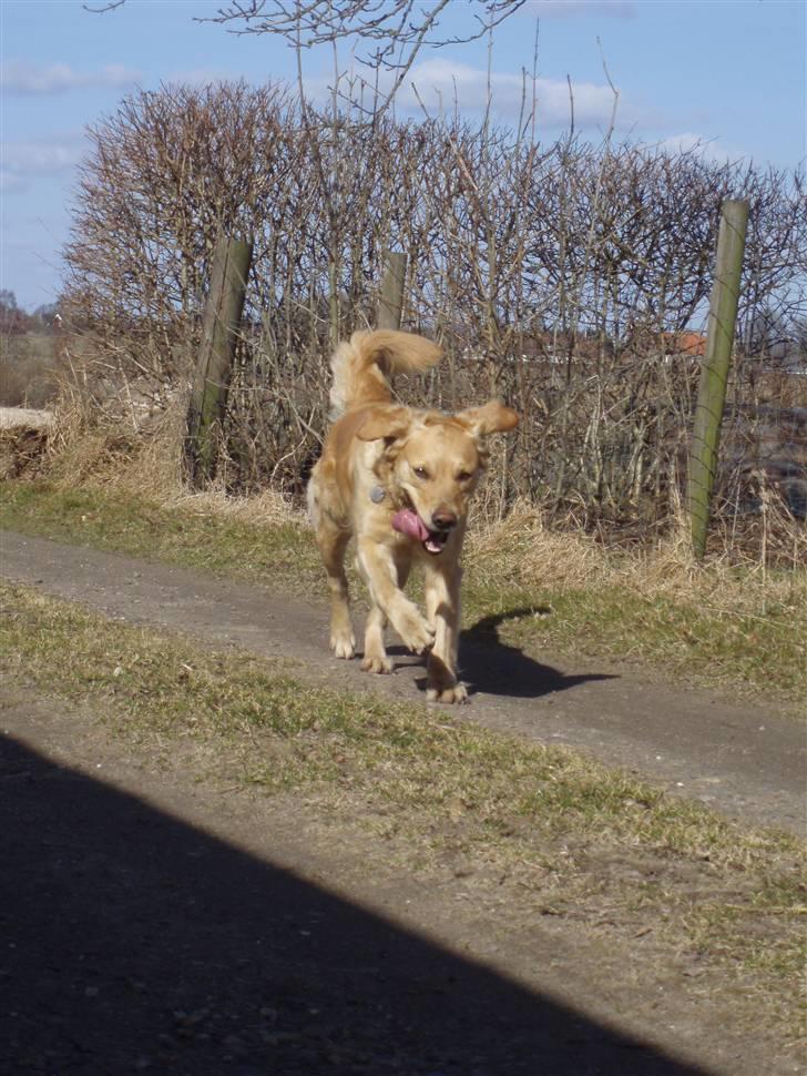 Golden retriever Zika  - Du er lidt for sød skat :´) <3 billede 4