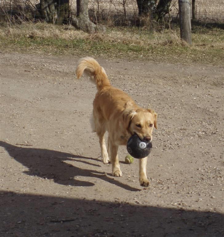Golden retriever Zika  - Dygtig hund! <3 billede 5