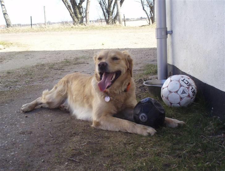 Golden retriever Zika  - Zika og nogen af boldene! <3 billede 6