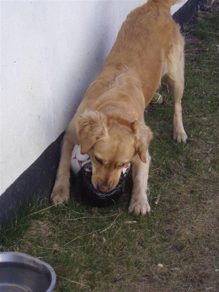 Golden retriever Zika  - Det er altså vært at passe på alle sine bolde på en gang! <3 billede 7