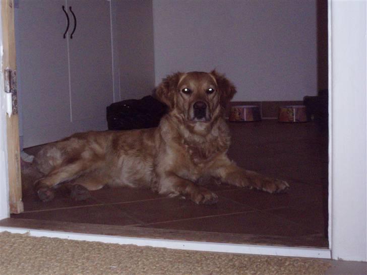 Golden retriever Zika  - Smukke dyr <3 billede 8