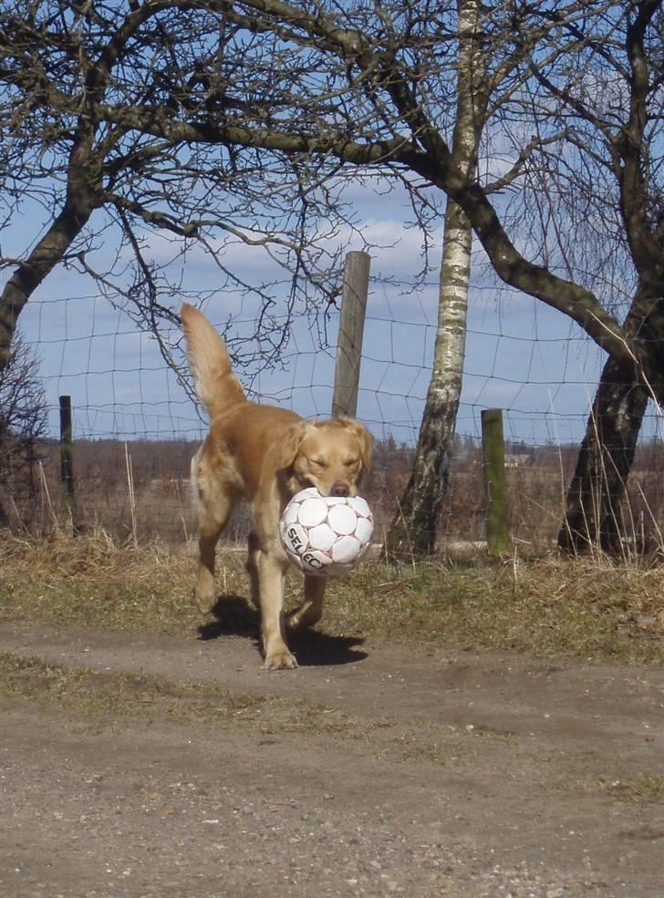 Golden retriever Zika  - Du er lidt kær bølle´trold :´)  billede 9