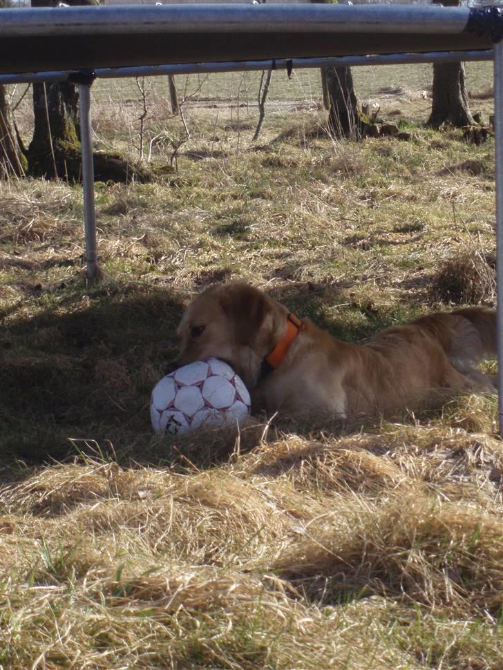 Golden retriever Zika  - Tak fordi i kiggede forbi Zika! Håber i vil kommentere og byde hende velkommen :)  billede 10