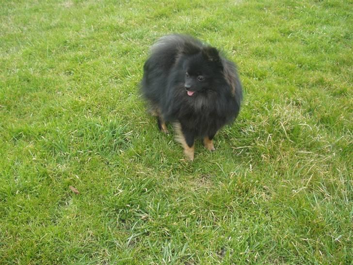 Pomeranian Choco billede 15
