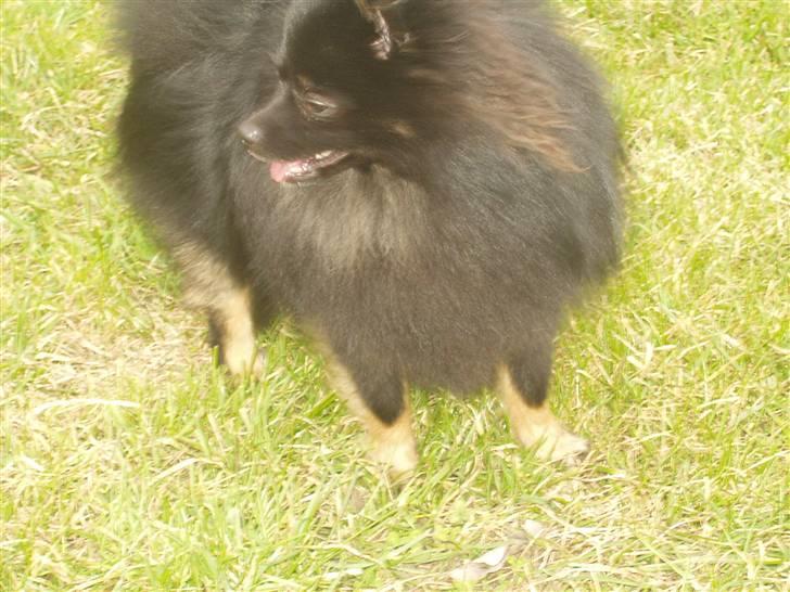 Pomeranian Choco billede 16
