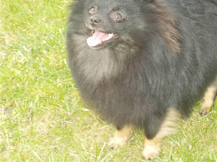Pomeranian Choco billede 17