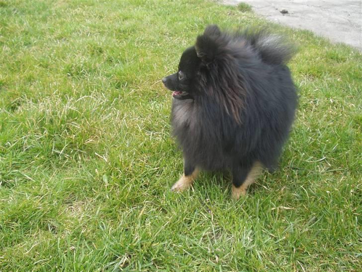 Pomeranian Choco billede 18