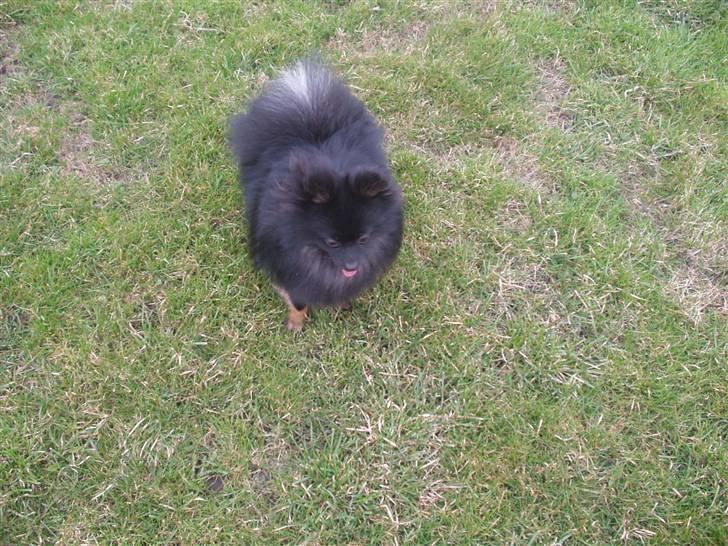 Pomeranian Choco billede 19