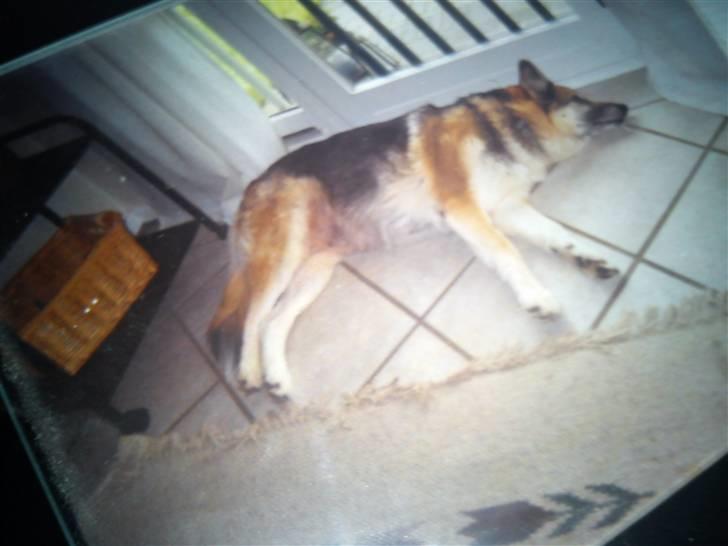 Blanding af racer Chicki R.I.P - Hunden i det nye hus der sover... billede 2