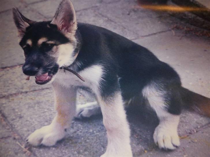 Blanding af racer Chicki R.I.P - Den lille hund som hvalp.... billede 3