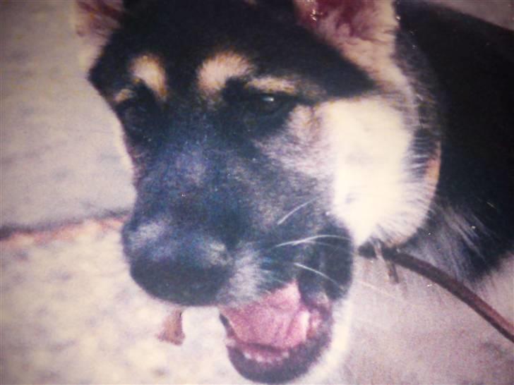 Blanding af racer Chicki R.I.P - Hendes hoved... billede 4