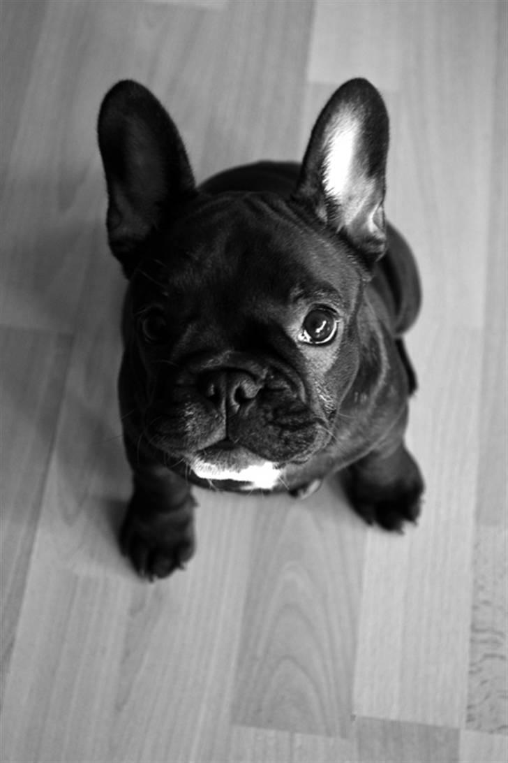 Fransk bulldog Mona billede 11