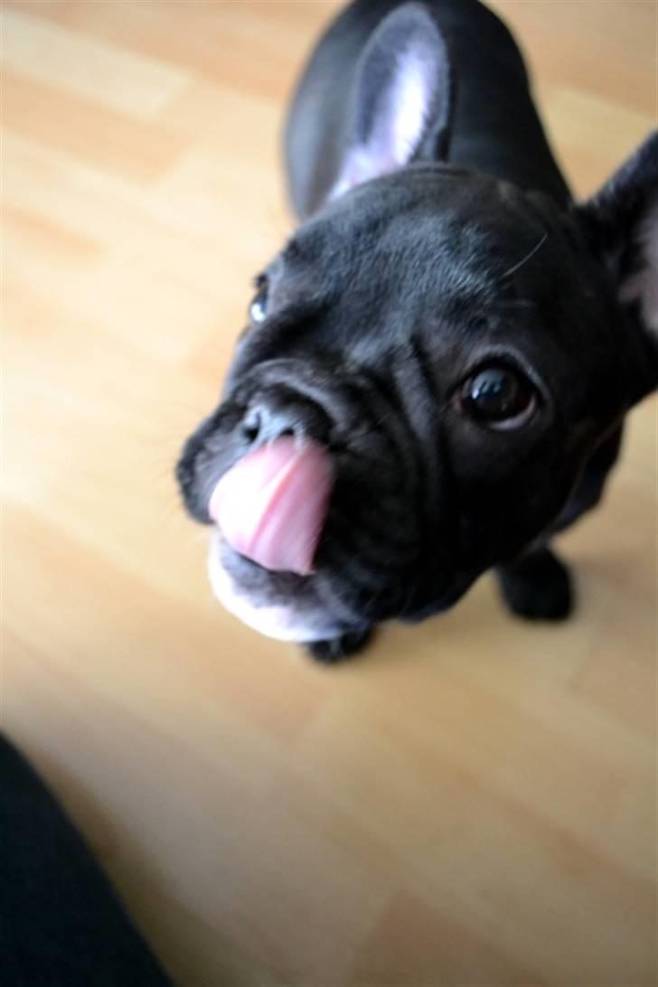 Fransk bulldog Mona billede 12