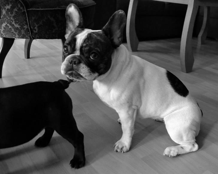 Fransk bulldog Daimi - ej moar, så grim er jeg da heller ikke... billede 19