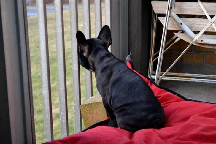 Fransk bulldog Mona - Mona på sin trone billede 13