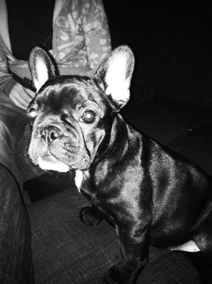 Fransk bulldog Mona billede 15