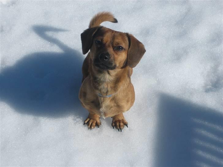 Blanding af racer Felix <3  billede 1