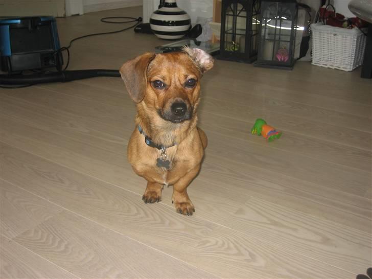 Blanding af racer Felix <3  billede 18