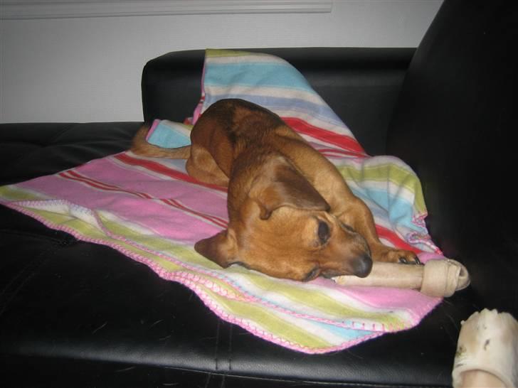 Blanding af racer Felix <3  billede 19