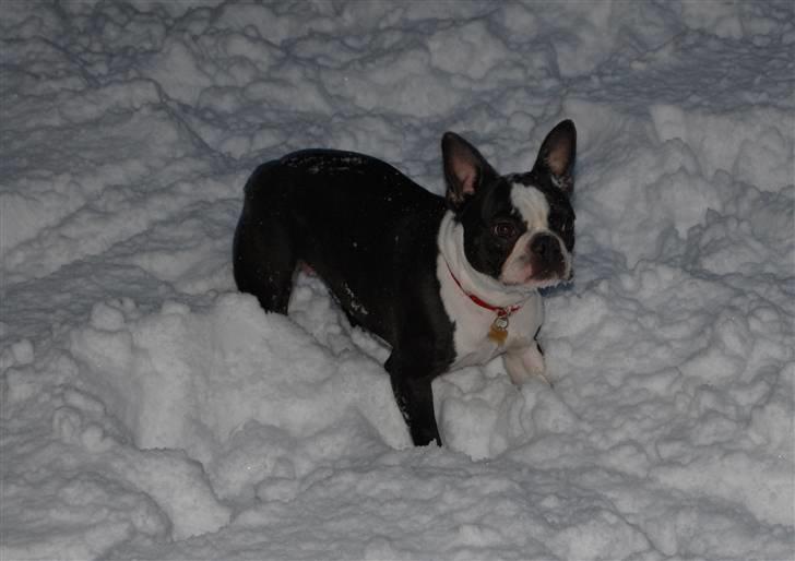 Boston terrier Molly billede 14