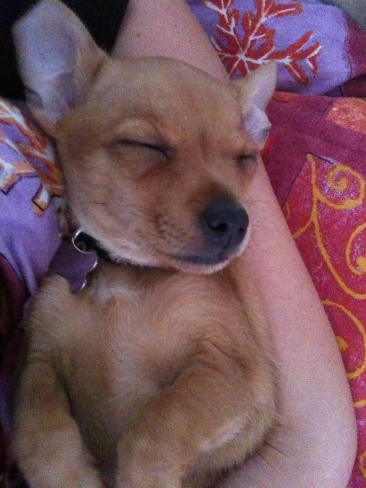 Blanding af racer Valentin billede 1