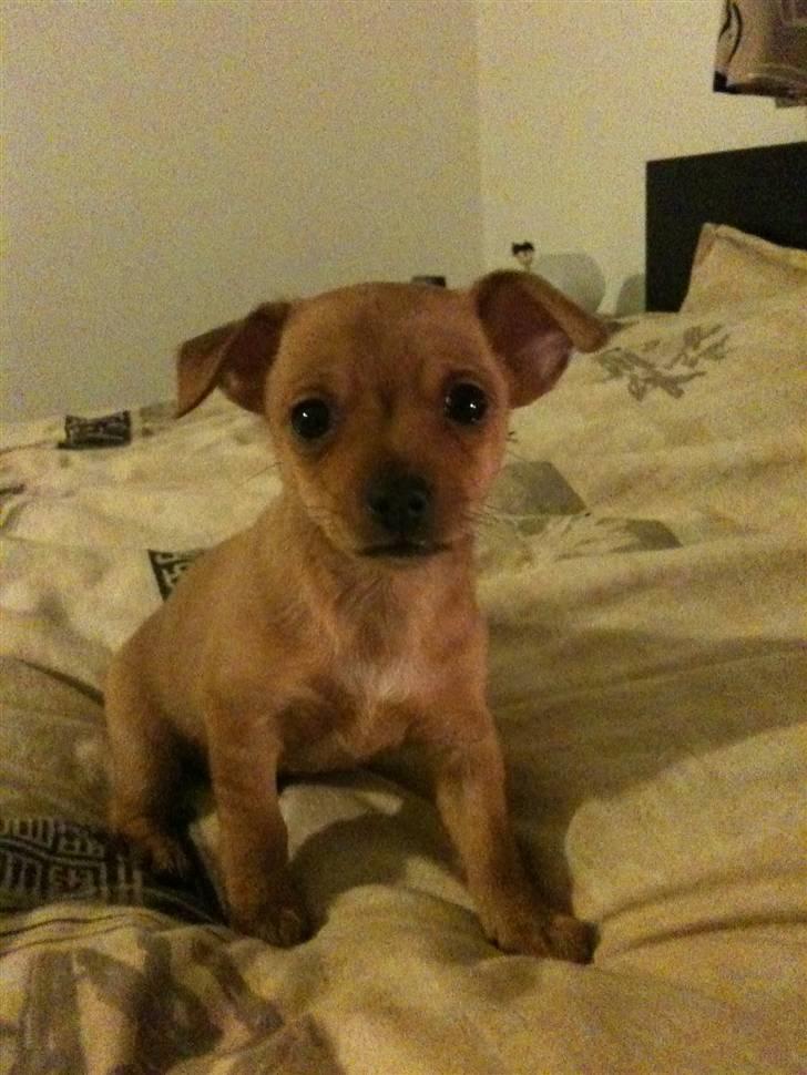 Blanding af racer Valentin billede 2