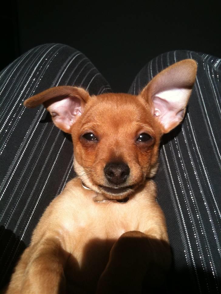 Blanding af racer Valentin billede 3