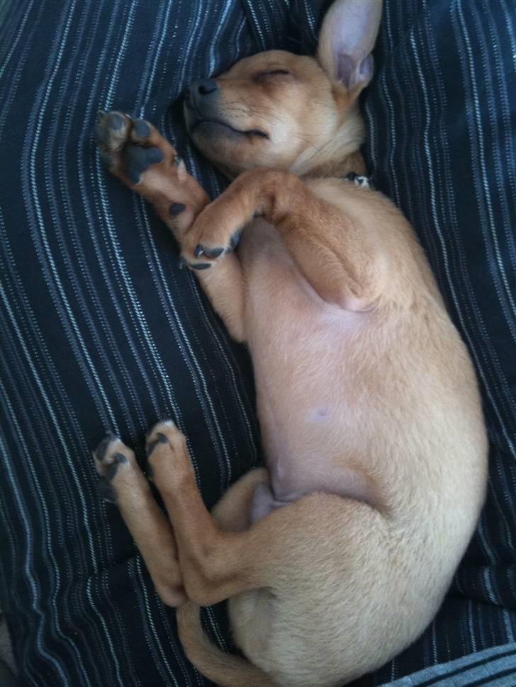 Blanding af racer Valentin billede 4