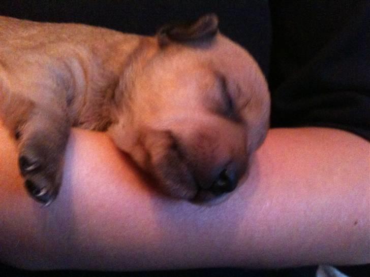 Blanding af racer Valentin billede 5