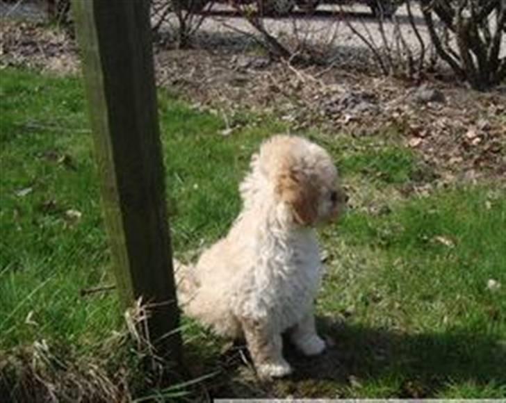 Mellempuddel Karis billede 10