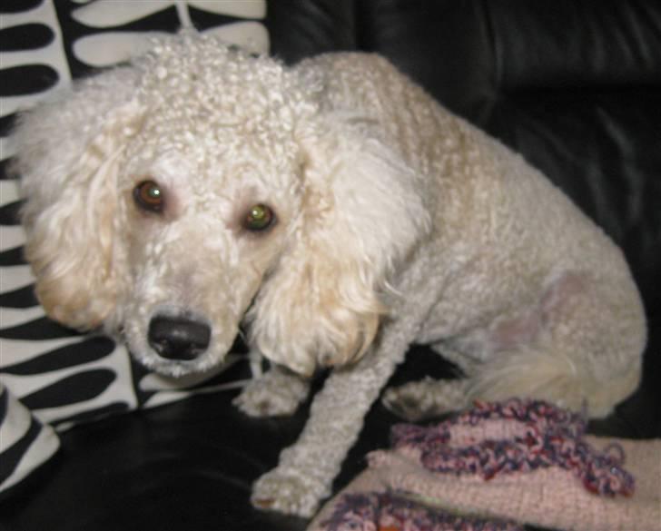 Mellempuddel Karis billede 13