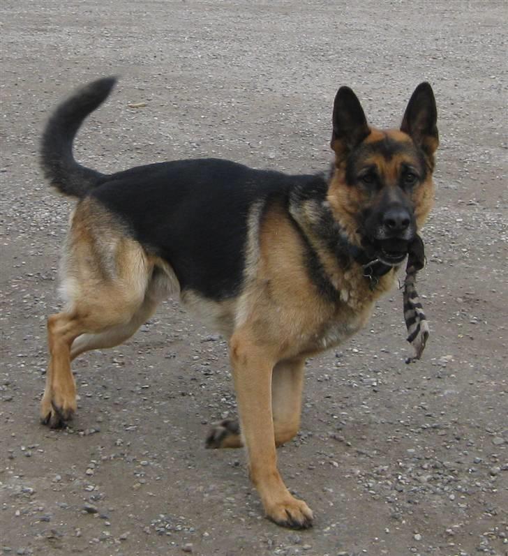 Schæferhund Basse (mors hund) billede 2