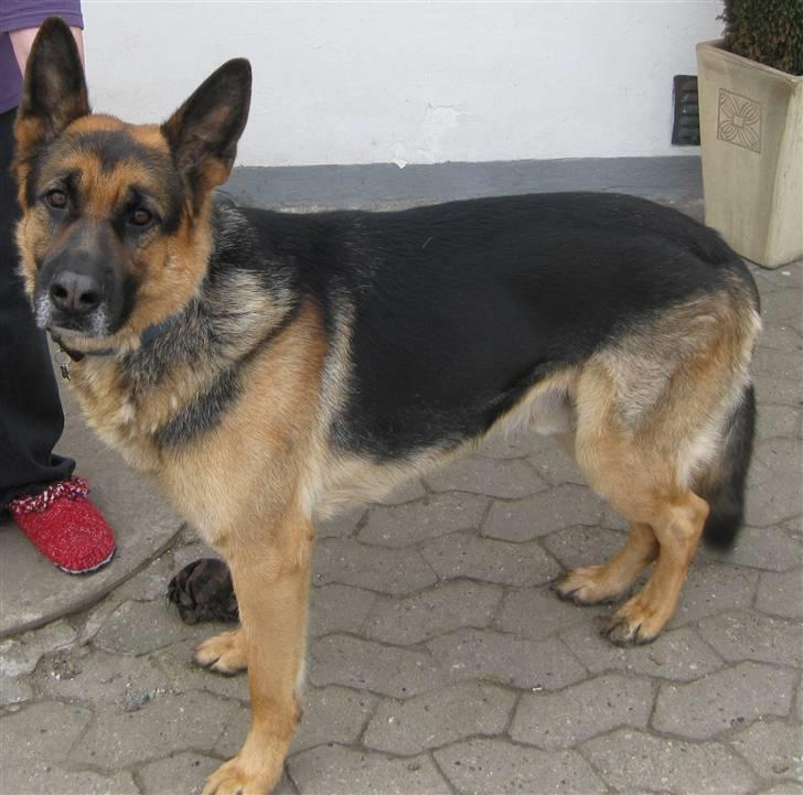 Schæferhund Basse (mors hund) billede 3