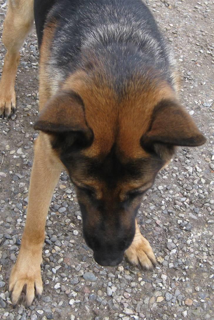 Schæferhund Basse (mors hund) billede 4