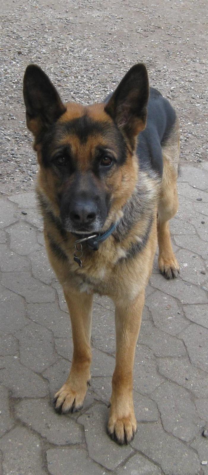 Schæferhund Basse (mors hund) billede 5