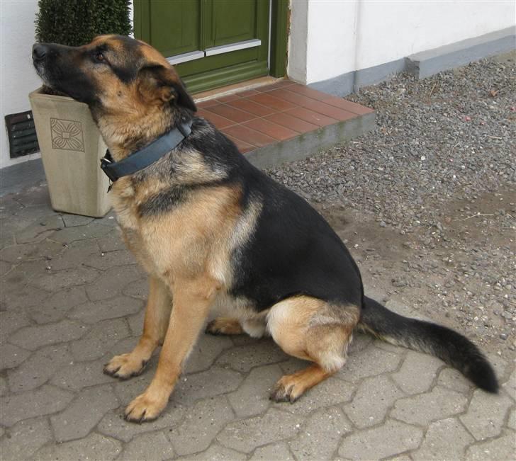 Schæferhund Basse (mors hund) billede 6
