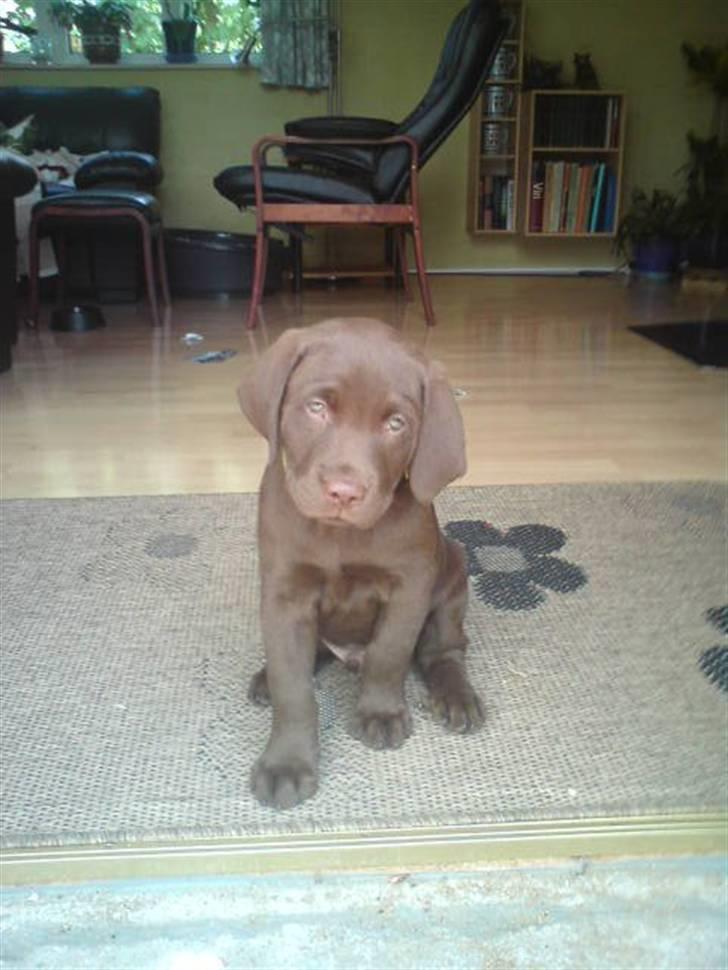Labrador retriever Aslan - Dagen hvor vi fik ham hjem billede 1