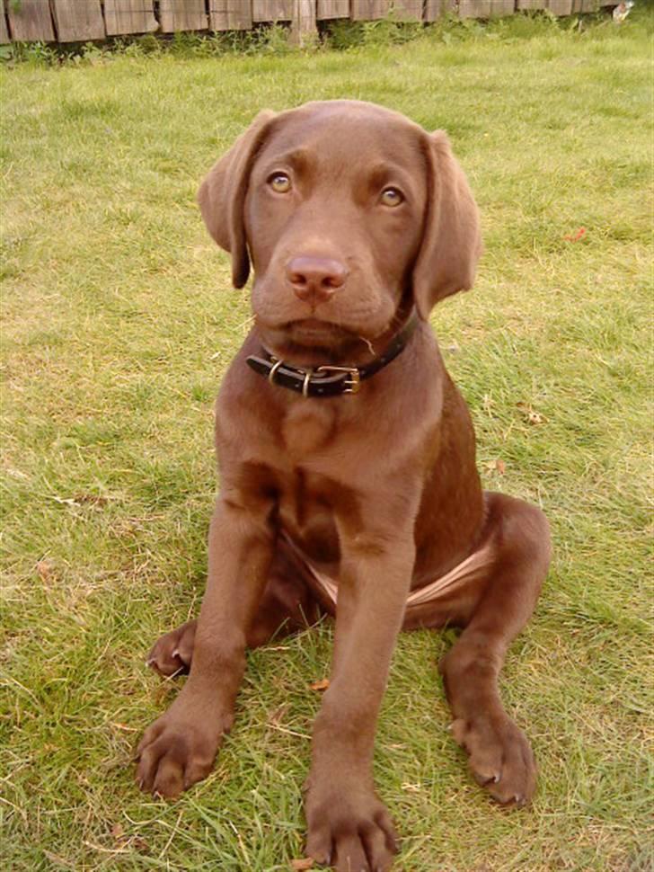 Labrador retriever Aslan - En lidt yngre Aslan billede 2