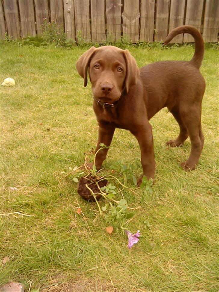 Labrador retriever Aslan - Ups, fandt vidst lige mors blomster i haven billede 3
