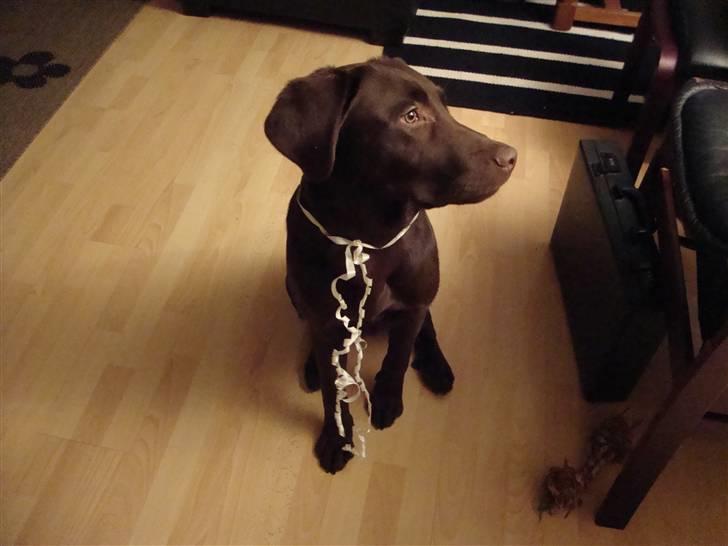 Labrador retriever Aslan billede 4