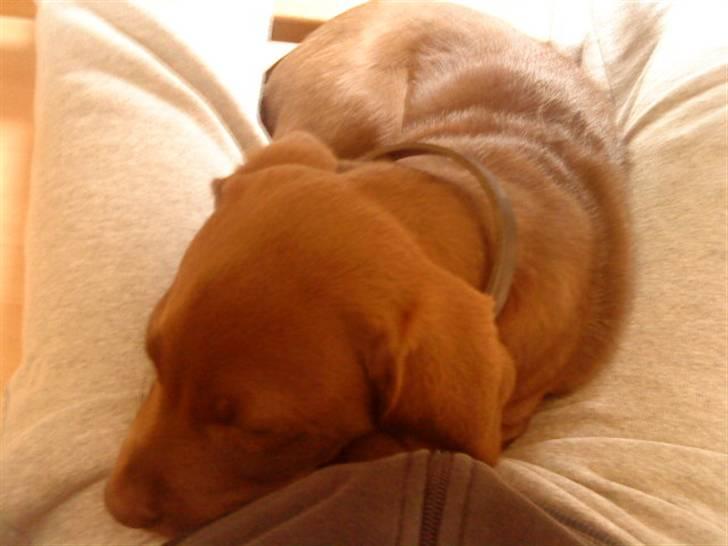 Labrador retriever Aslan billede 5