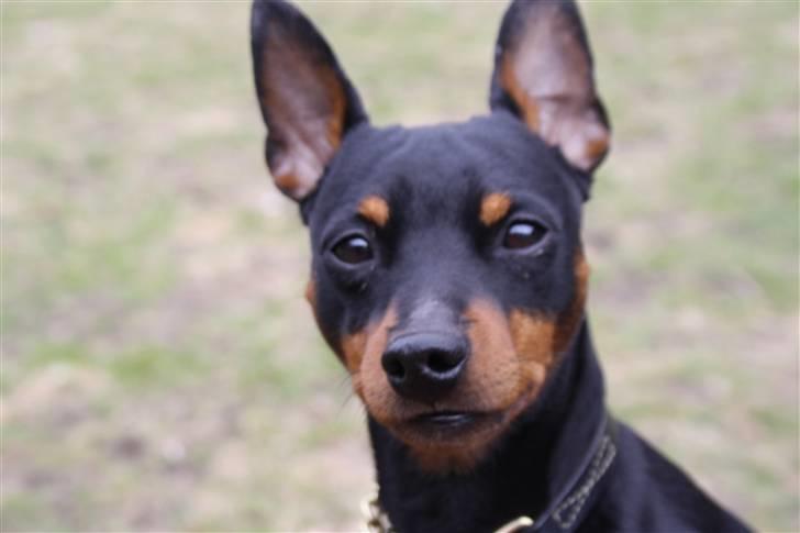 Dvaergpinscher Kenzo billede 14